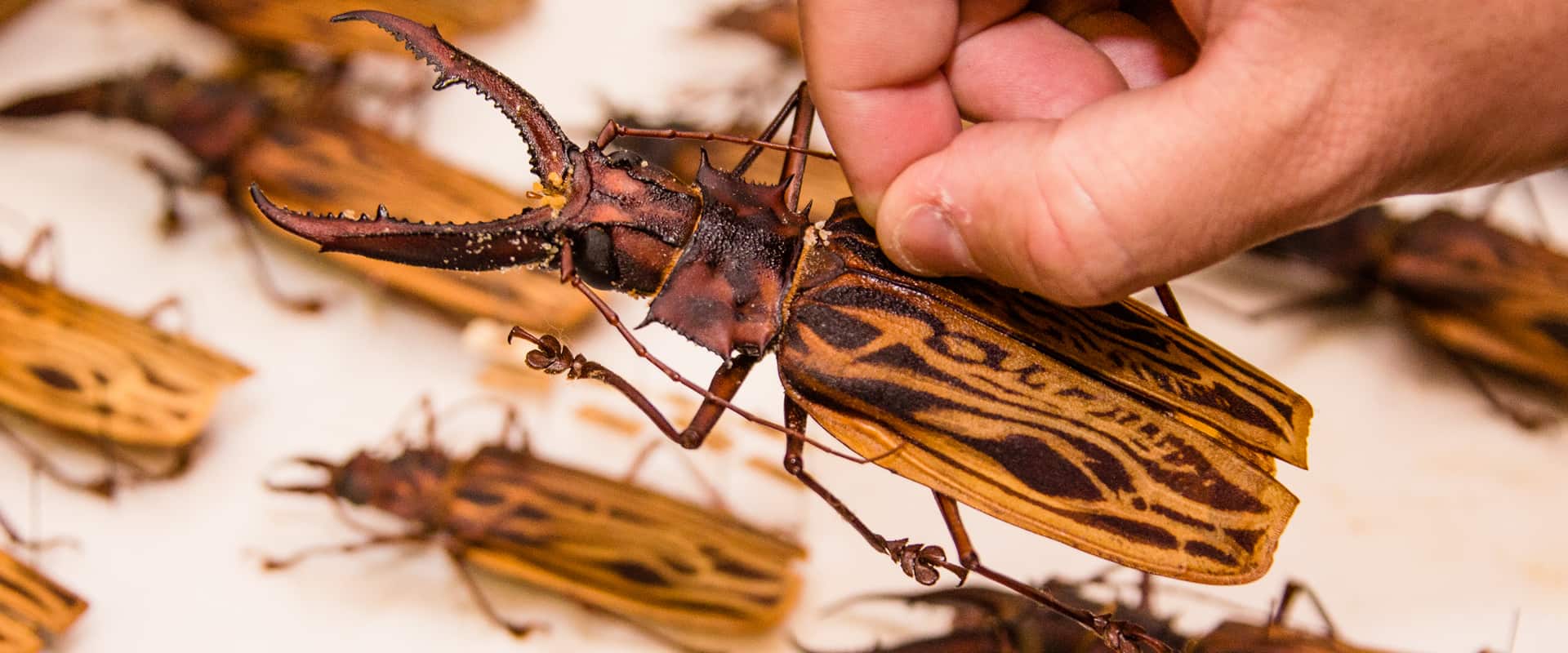 Coleoptera
